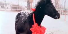 China presenta al primer caballo clonado del país