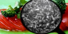 Shigella y salmonella: autoridades sanitarias explican cómo evitar las bacterias