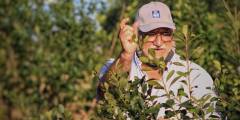 Otro golpe al DNU de Milei: productores de yerba mate lograron un amparo contra la desregulación