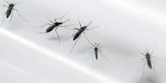 Brasil registra más de 500 mil casos de dengue en menos de dos meses
