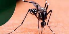 Dengue: con más de 180 mil casos en todo el país, la epidemia ya es 