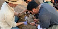 Salud Pública intensifica acciones para prevenir la Leishmaniasis en Güemes y Tartagal