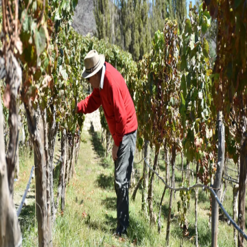 Los vinos de altura de Salta son puestos en valor por la famosa revista especializada Decanter