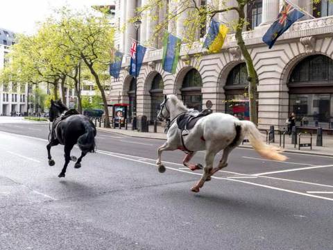 Cinco caballos militares se escapan por el centro de Londres