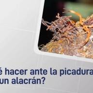 Qué se debe hacer ante la picadura de un alacrán