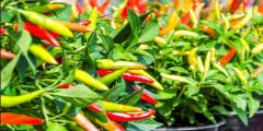 Comer picante protegería el corazón y el cerebro