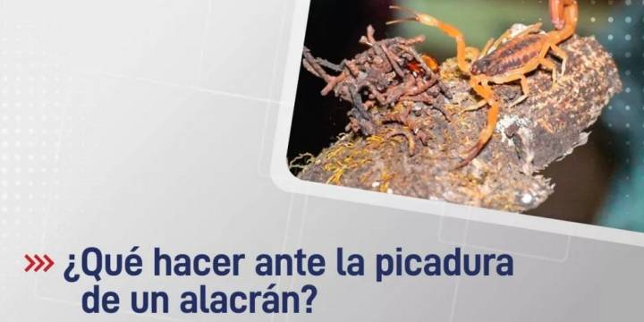 Qué se debe hacer ante la picadura de un alacrán
